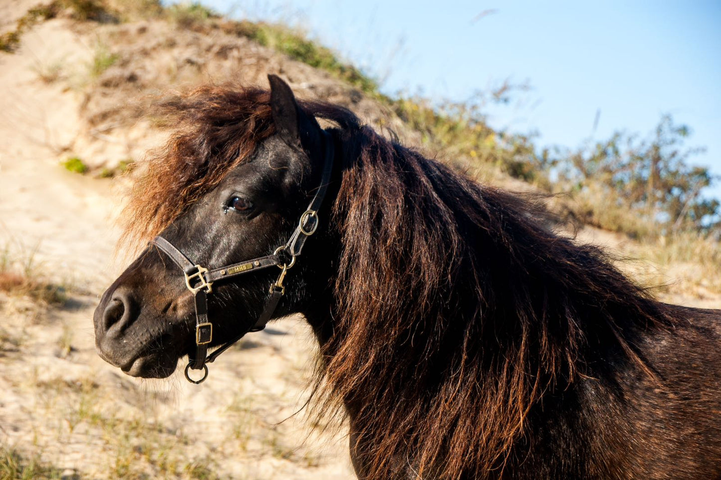 Jouw paard op een tegeltje!